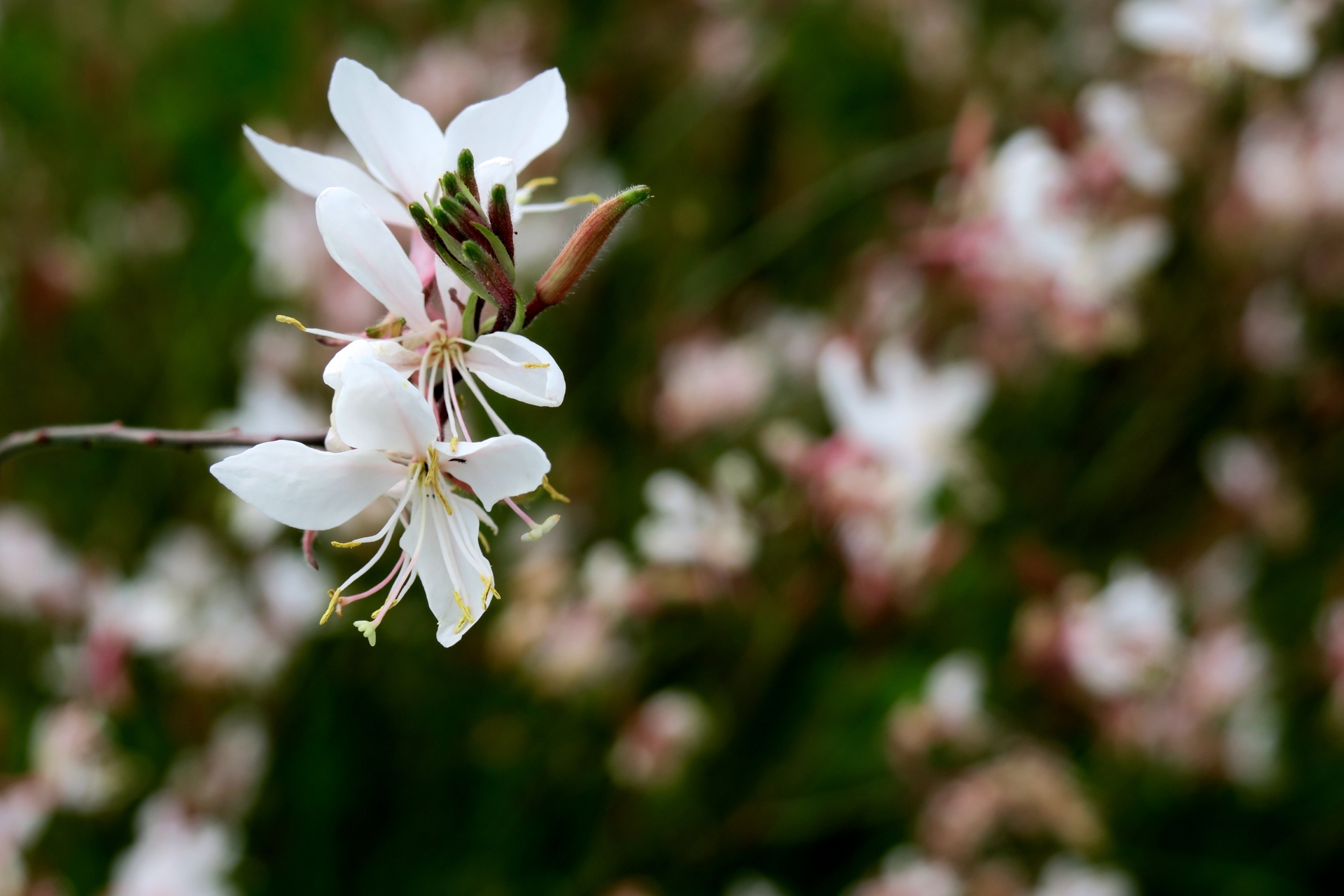 ガウラとは 花の特徴 花言葉 育て方 手入れ方法を紹介 Hanasaku