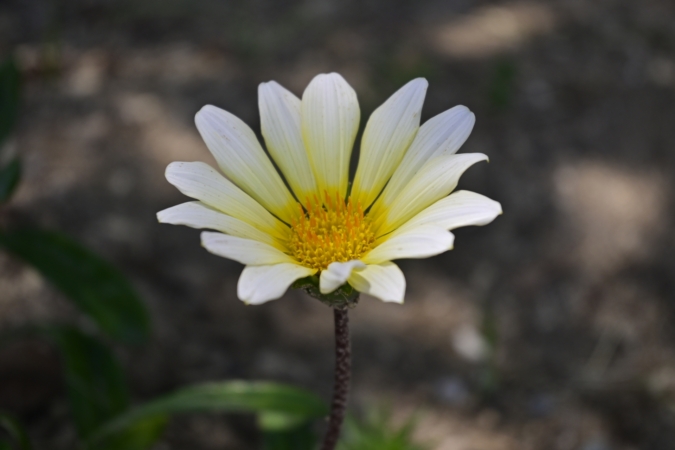 ガザニアとは 花の特徴 花言葉 育て方 手入れ方法を紹介 Hanasaku