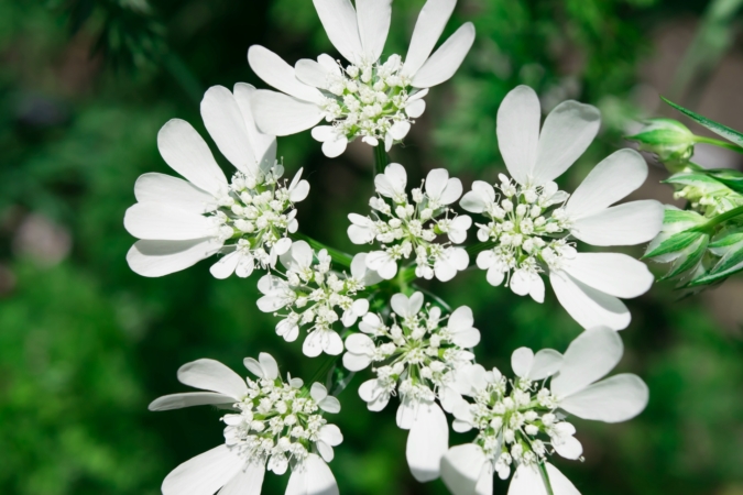 オルレアとは 花の特徴 花言葉 育て方 手入れ方法を紹介 Hanasaku
