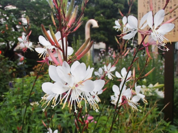 ガウラとは 花の特徴 花言葉 育て方 手入れ方法を紹介 Hanasaku