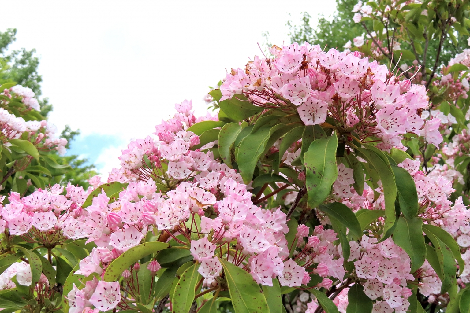 カルミアの花言葉と誕生花｜花名の由来や開花時期は？怖い意味もある？ | HanaSaku