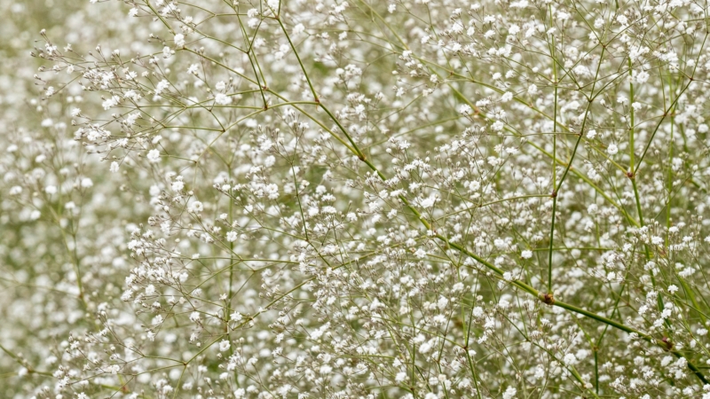 カスミソウとはどんな植物 種類や花言葉 育て方を紹介 Hanasaku