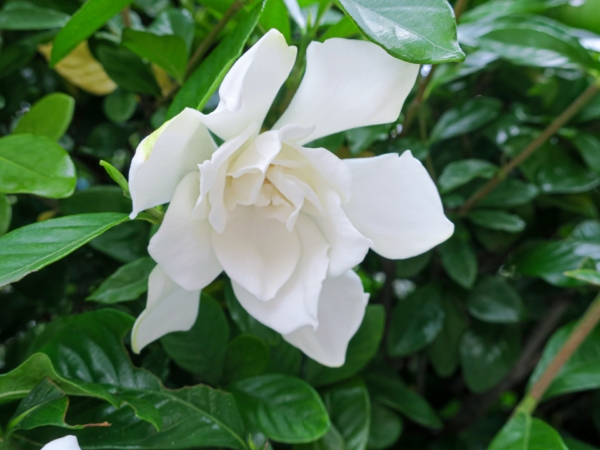 ガーデニアとは 花の特徴 花言葉 育て方 手入れ方法を紹介 Hanasaku