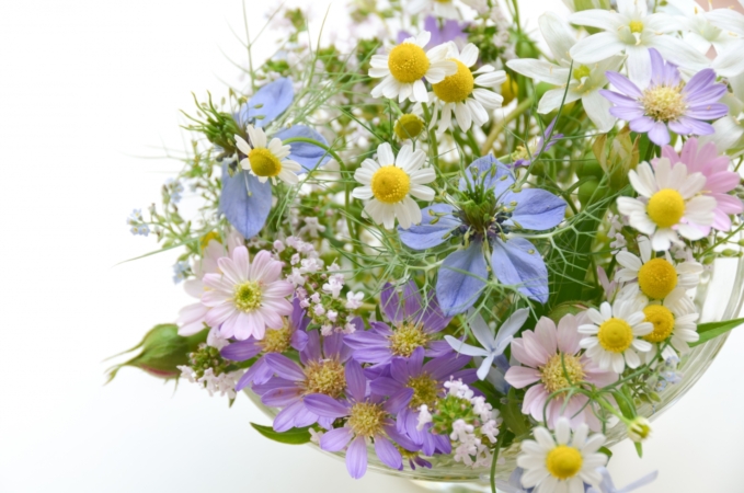 カモミールの花言葉