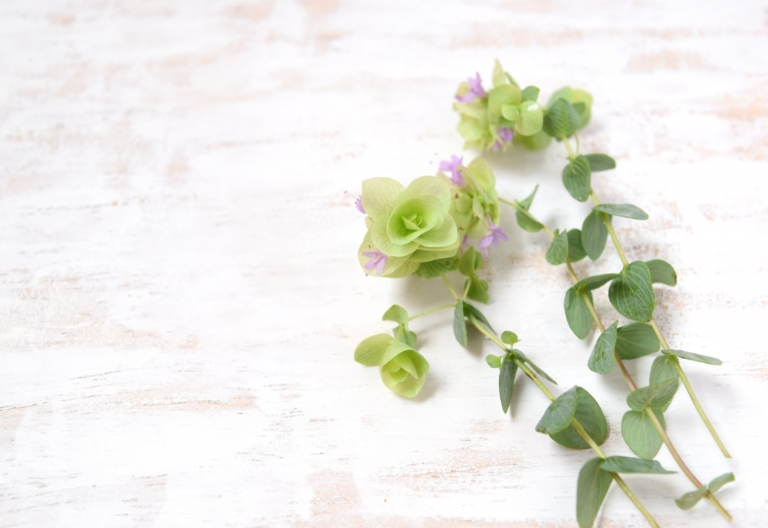 オリーブの花言葉と由来 風水的な意味や英語の花言葉も紹介 Hanasaku