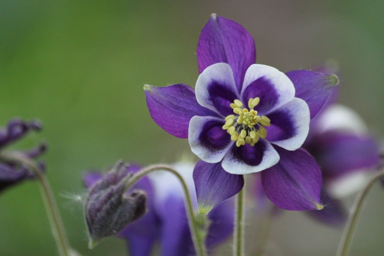 カタクリ 片栗 の花言葉 由来 花の特徴や誕生花は 怖い意味も Hanasaku