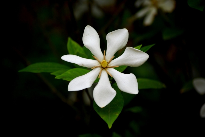 ガーデニアとは 花の特徴 花言葉 育て方 手入れ方法を紹介 Hanasaku