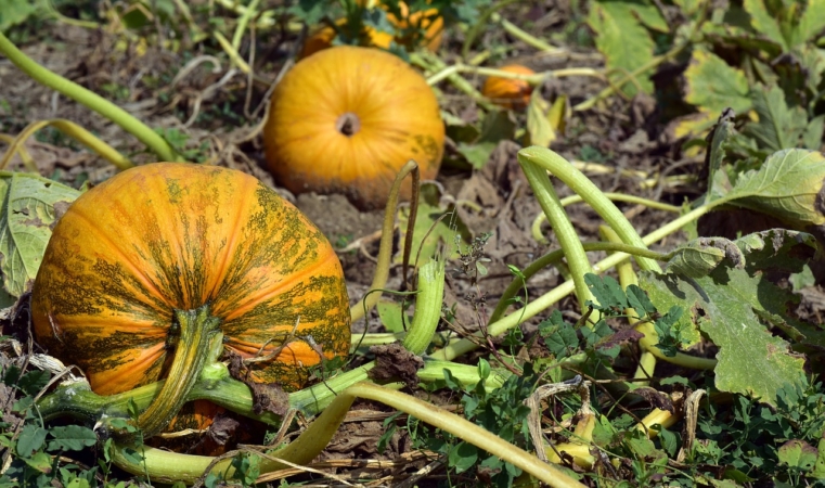 かぼちゃの水やりと栽培方法 手入れの時期と仕方 注意点も Hanasaku