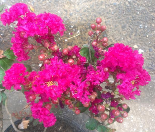 百日紅 サルスベリ の種類 品種一覧 花の色や人気品種の特徴や見分け方を紹介 Hanasaku