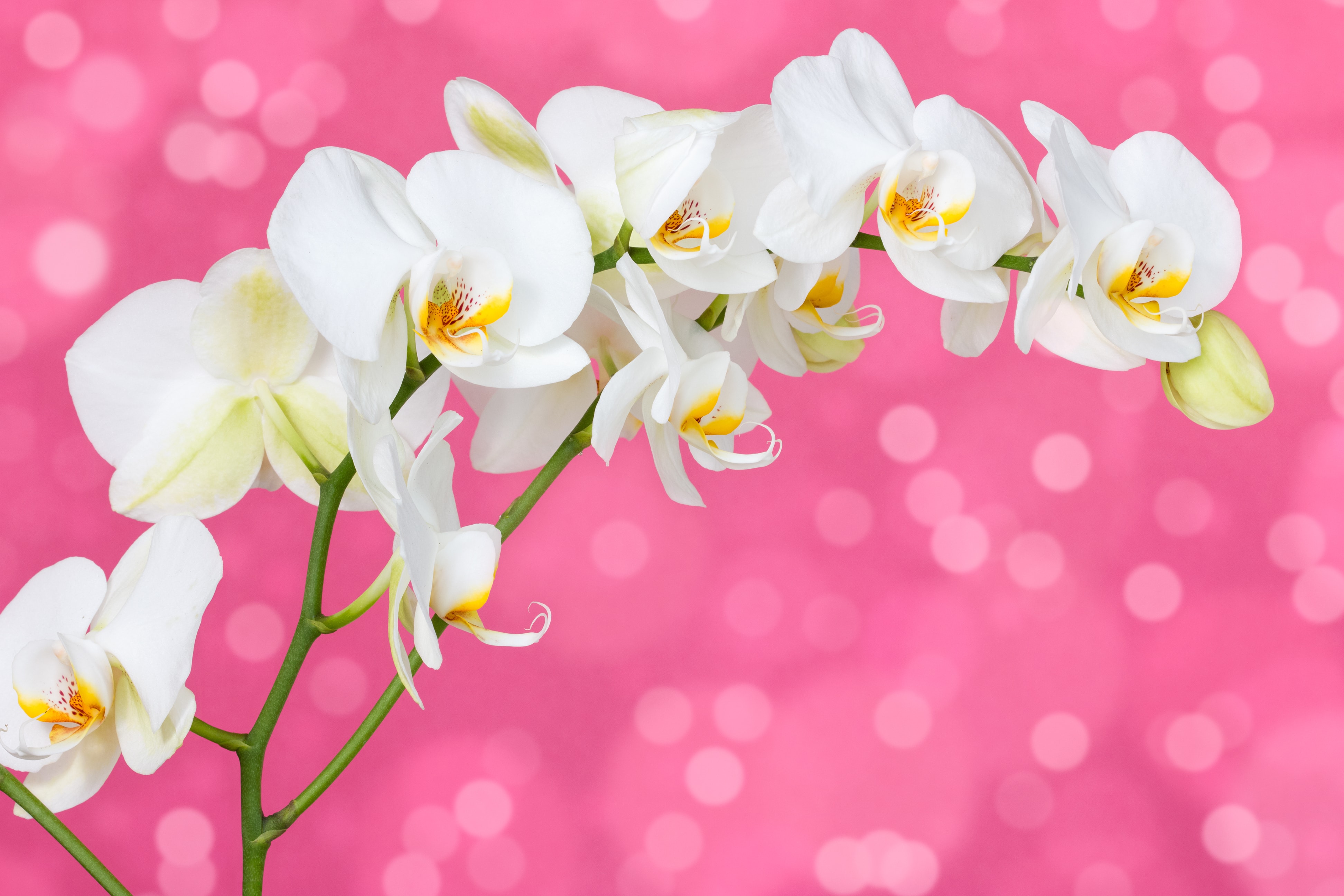 光触媒加工の胡蝶蘭とは その効果と人気の理由 お手入れ方法 Hanasaku