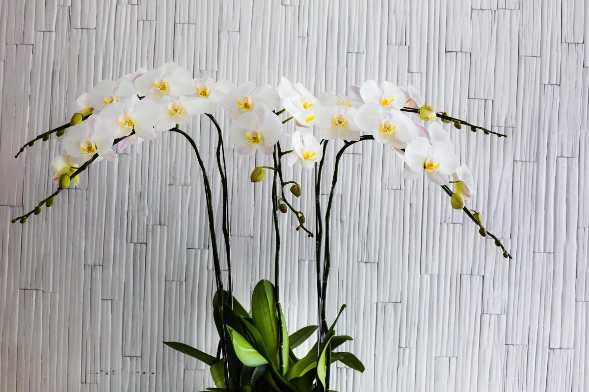 胡蝶蘭マナー-3