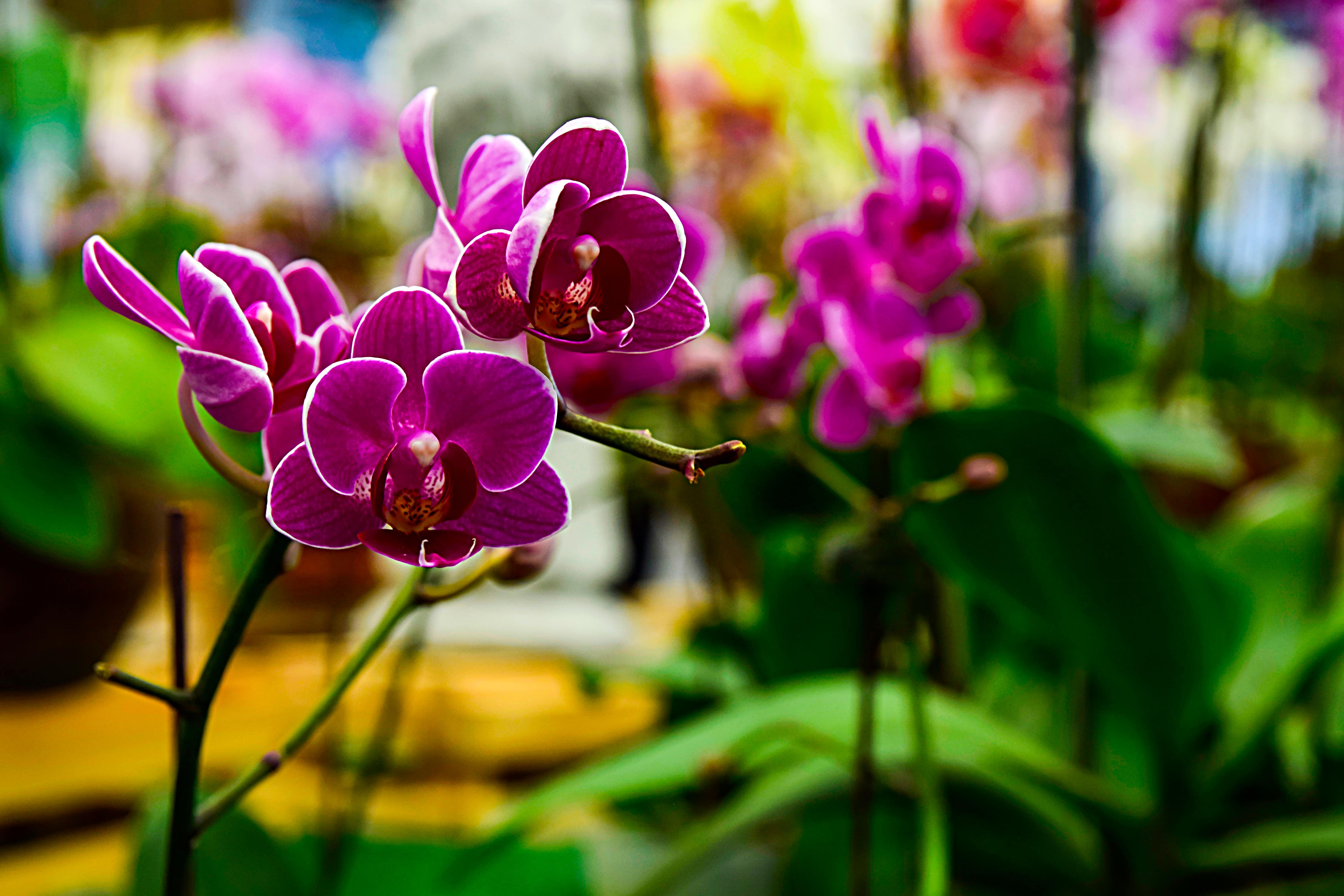 華やかな紫色の胡蝶蘭 その魅力と種類 喜ばれるシーンを解説 Hanasaku