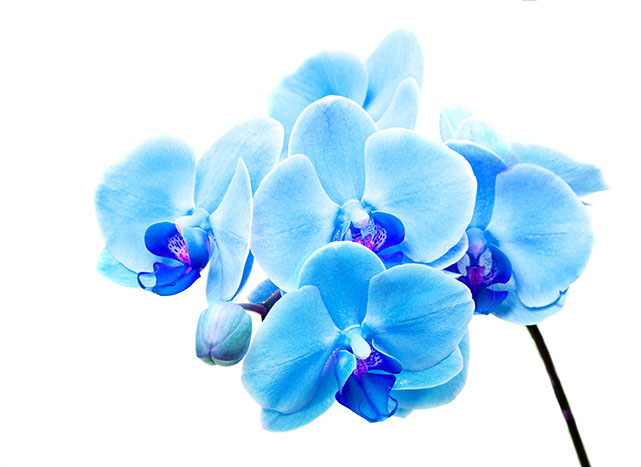 青い胡蝶蘭について 種類 花言葉 価格相場などをご紹介 Hanasaku