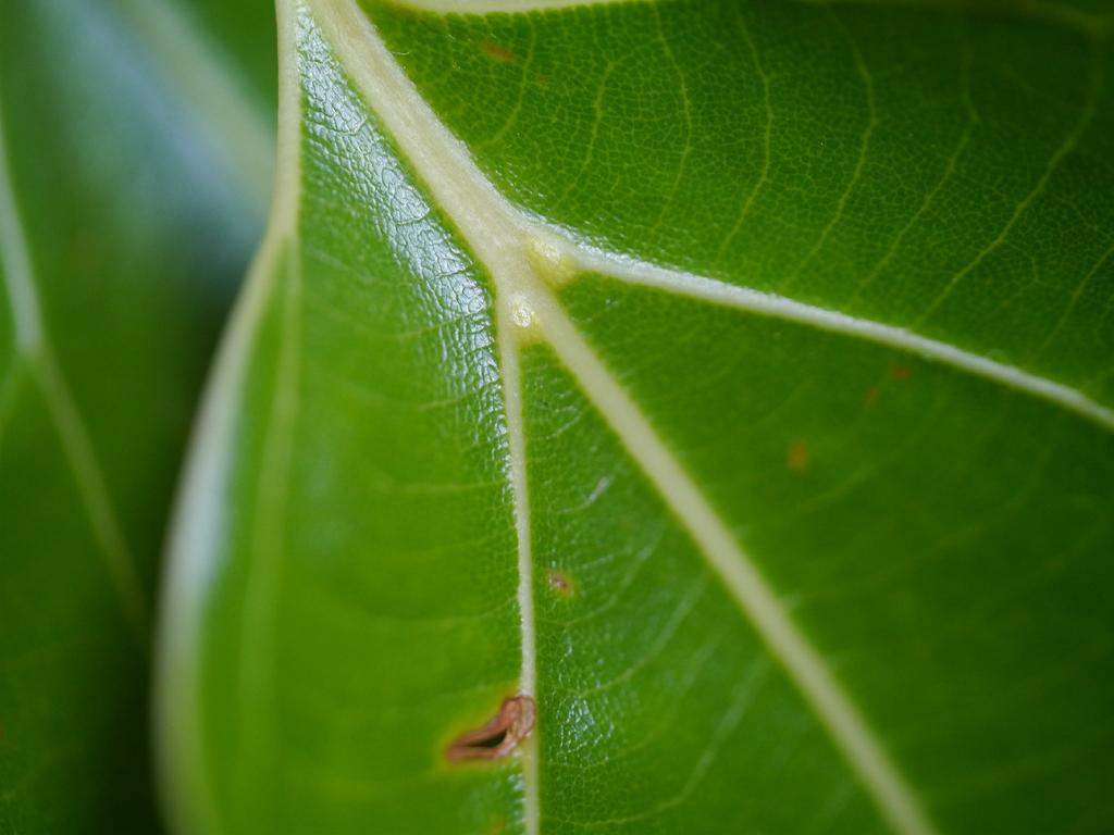 観葉植物に白い斑点 病気や害虫のトラブル対処法や予防方法をご紹介 Hanasaku