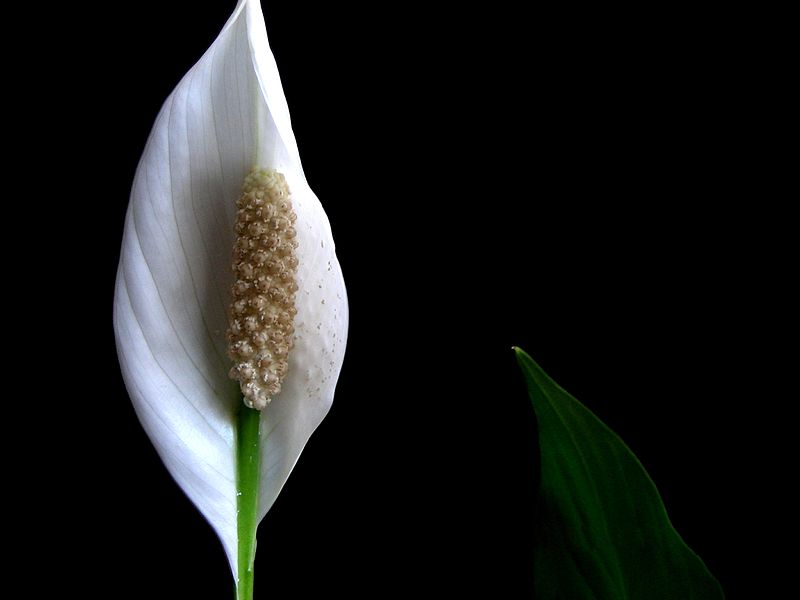 観葉植物で白い葉や花をつける種類は 名前と特徴を知ろう Hanasaku
