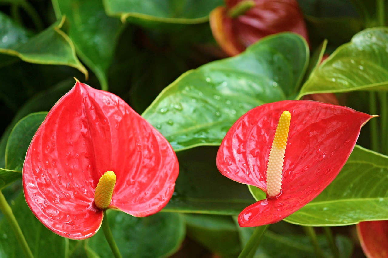 観葉植物の中でも赤い葉や花をもつものは 人気種類と基本の育て方 Hanasaku