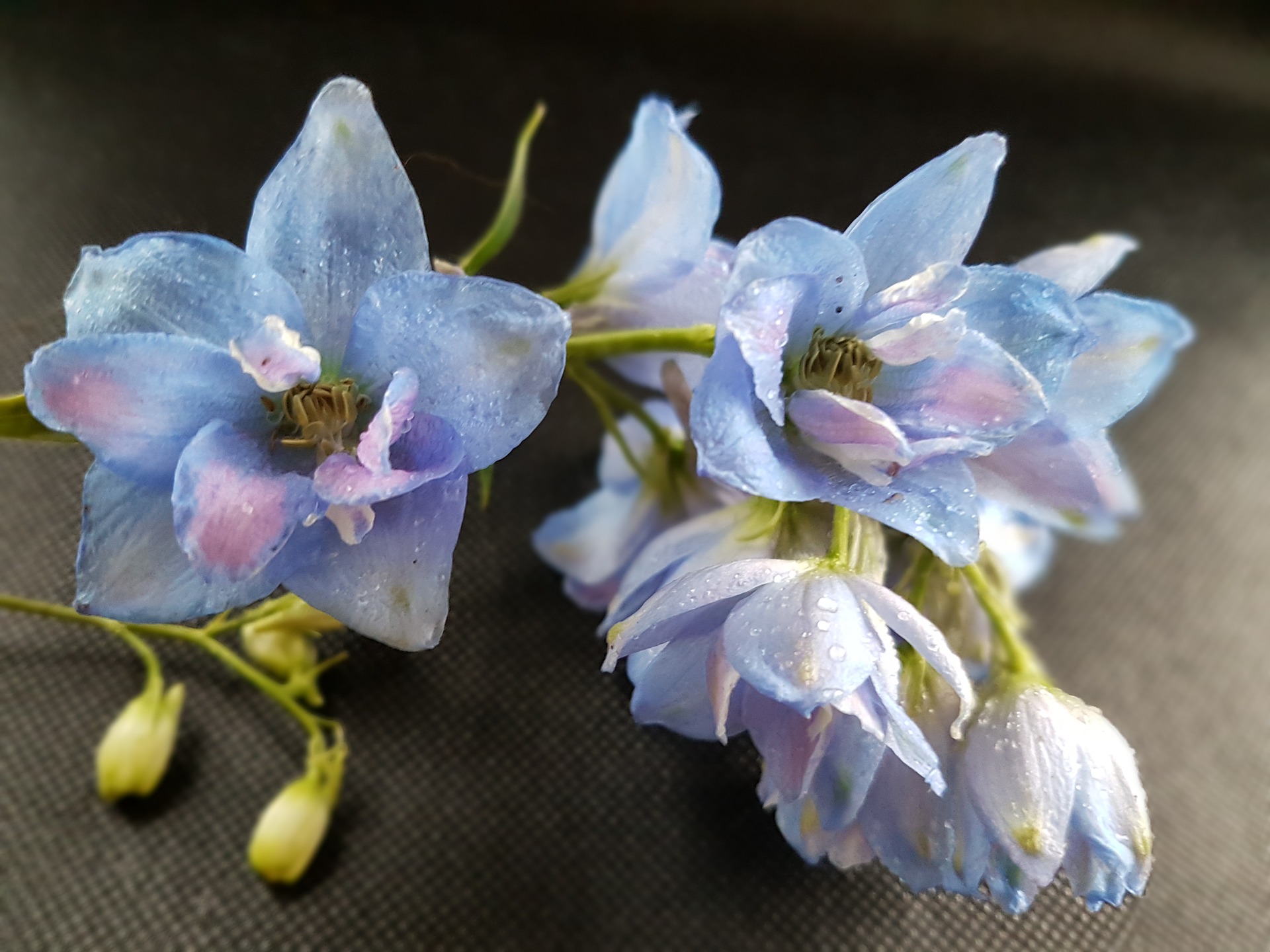 フラワーアレンジメントに珍しいブルーのお花を クールで美しいギフト Hanasaku