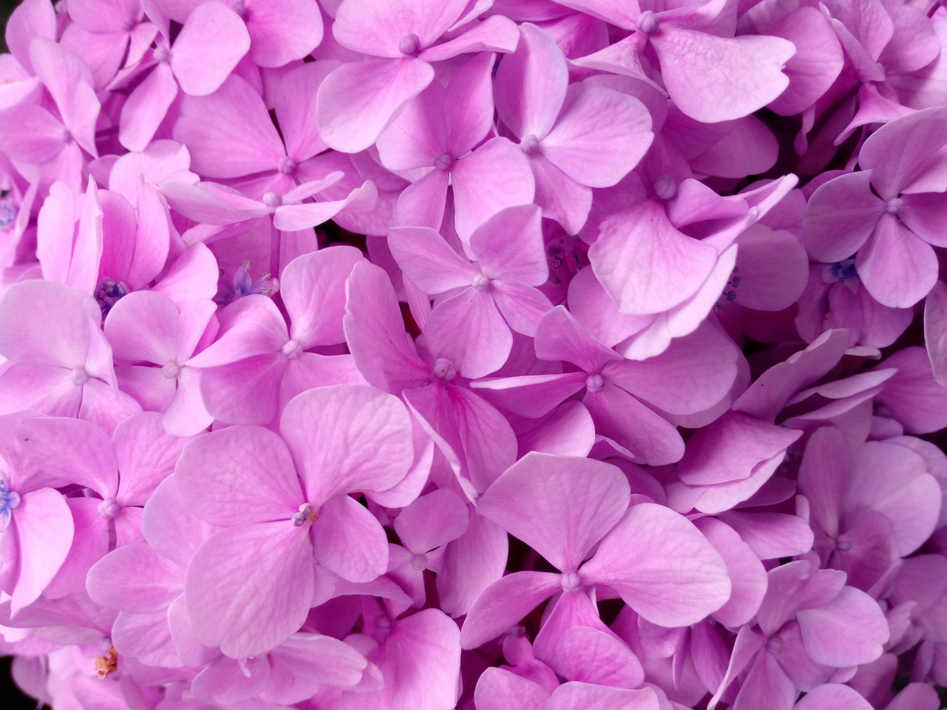 プリザーブドフラワーは紫陽花でナチュラルに 生花から作ってみよう Hanasaku