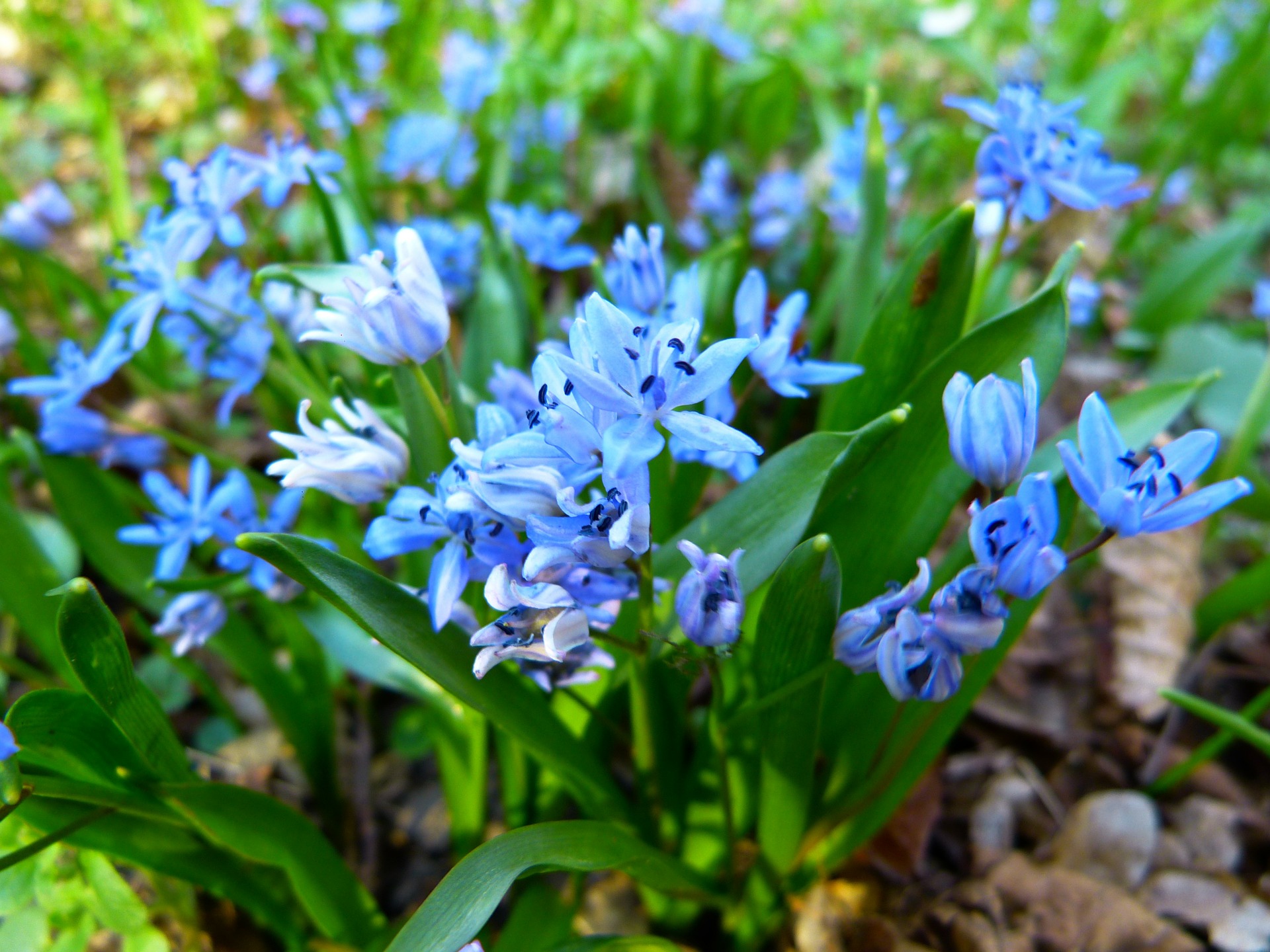 フラワーアレンジメントに珍しいブルーのお花を クールで美しいギフト Hanasaku